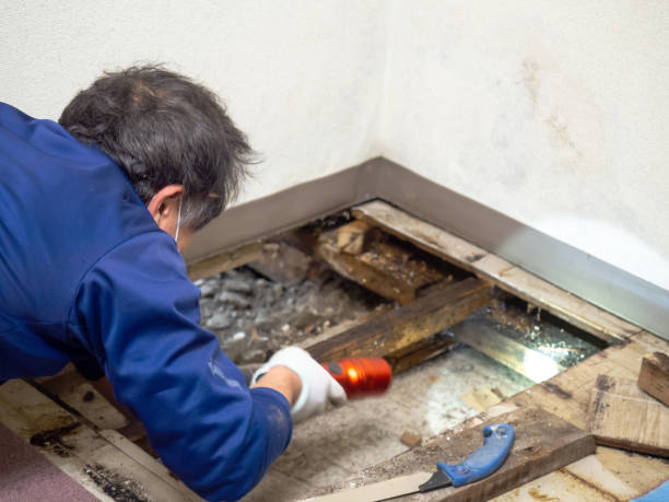 Best Mold Removal Company Near Me  in Lake Sarasota, FL
