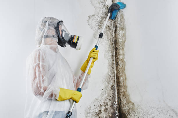 Professional Mold Removal in Lake Sarasota, FL