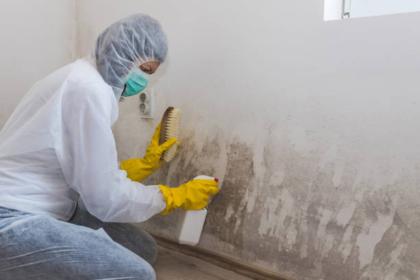 Best Mold Removal Process  in Lake Sarasota, FL
