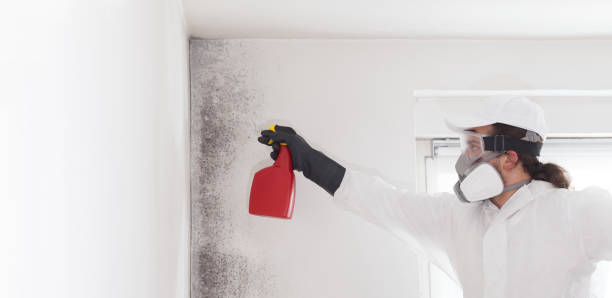 Best Certified Mold Removal  in Lake Sarasota, FL