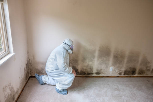 Best Black Mold Removal  in Lake Sarasota, FL