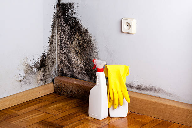 Best Commercial Mold Removal  in Lake Sarasota, FL