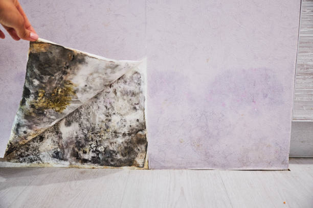 Home Mold Removal in Lake Sarasota, FL